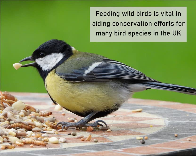 Dried Mealworms 5kg Premium Insectivorous Wild Bird Food By Maltbys' Stores 1904 Limited