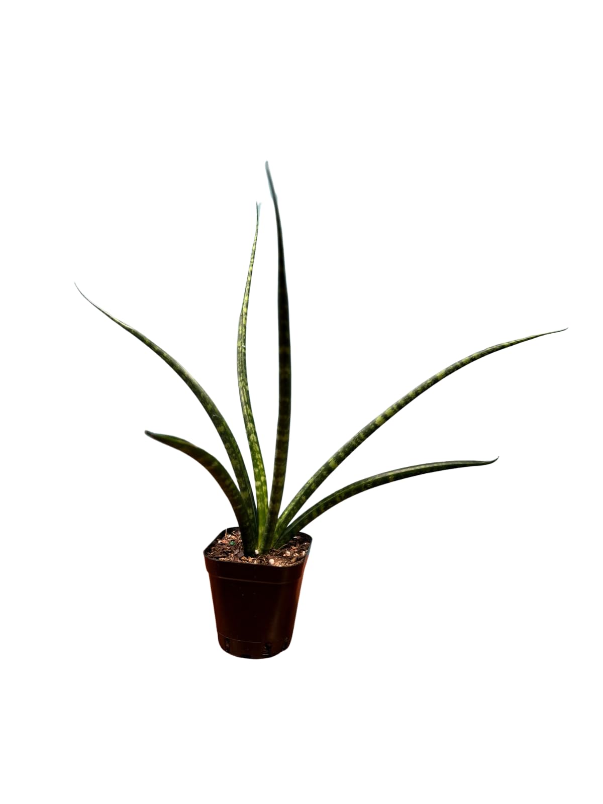 Fernwood Mikado Snake Plant in 2 inch Nursery Pot, Sansevieria Fernwood Live Indoor Plant, Low Light Air Purifier Plant, Easy Care Succulent Plant