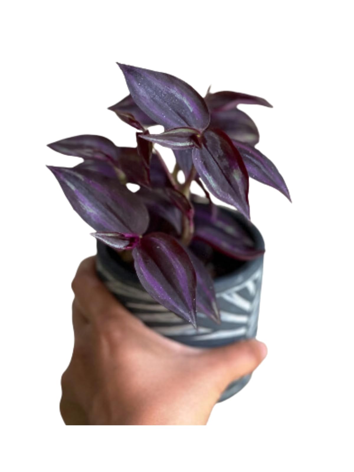 PLANTVERS Purple Jew Live Plant in a 4" Nursery Pot - Low Light Air Purifier - Low Maintenance Houseplant Gift