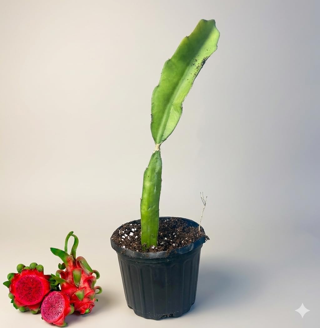 Red Dragon Fruit Plant Live 12 Inch Tall in Quart Pot, Sweet Tropical Fruit Plant, Red Pitaya Plant for Outdoor Garden