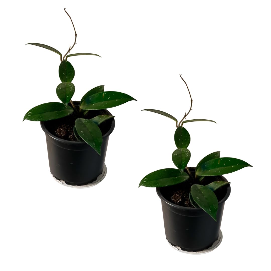 LEAL PLANTS ECUADOR Hoya Carnosa Live Plant (Pack of 2)| Wax Plant for Indoor Décor | Unique Houseplant with Waxy Foliage, Unique Gift for Plant Lover