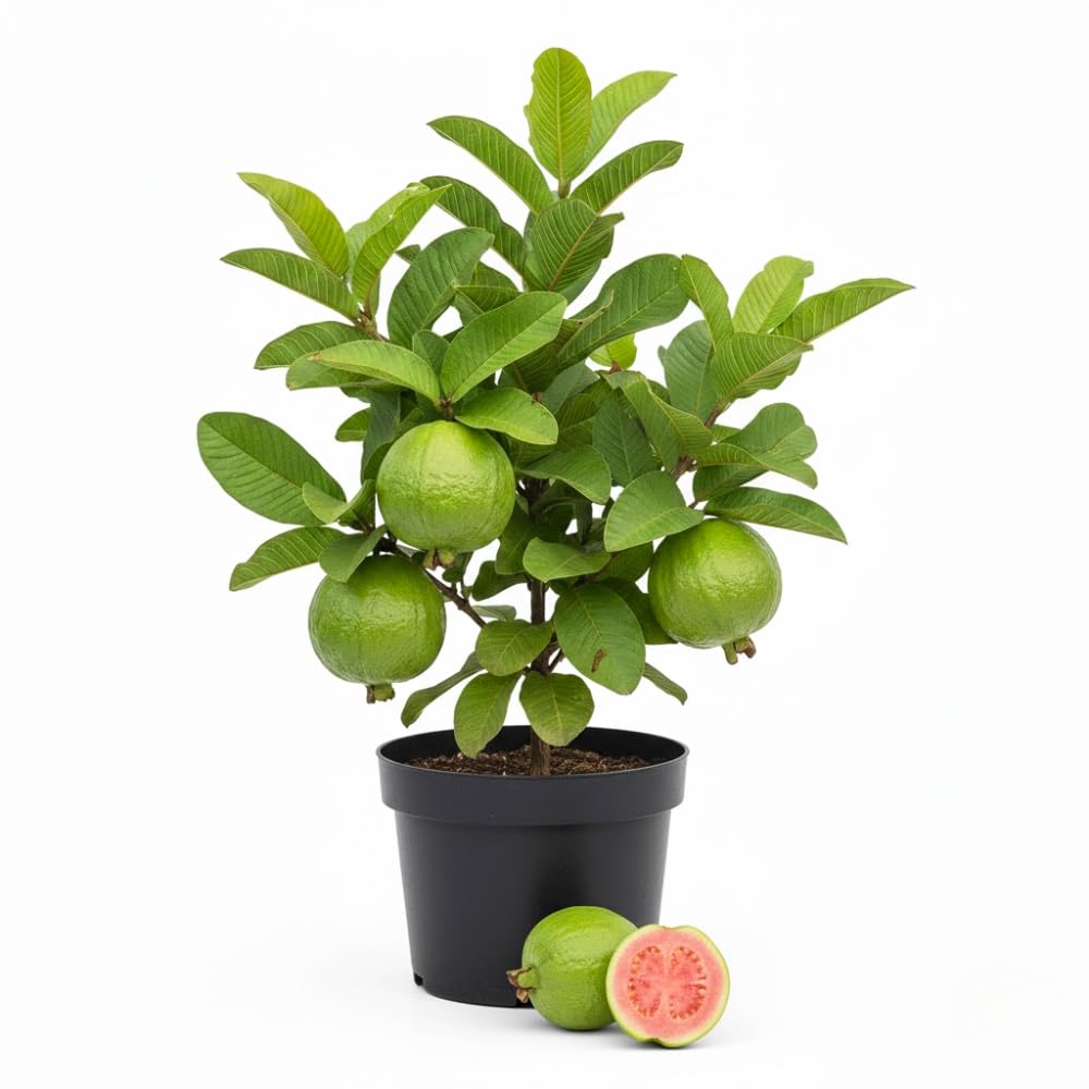 Red Guava Tree Live Plant, Edible Sweet Guava Fruit, 8 to 10 Inches Tall, Ideal for Backyard, Patio and Landscape