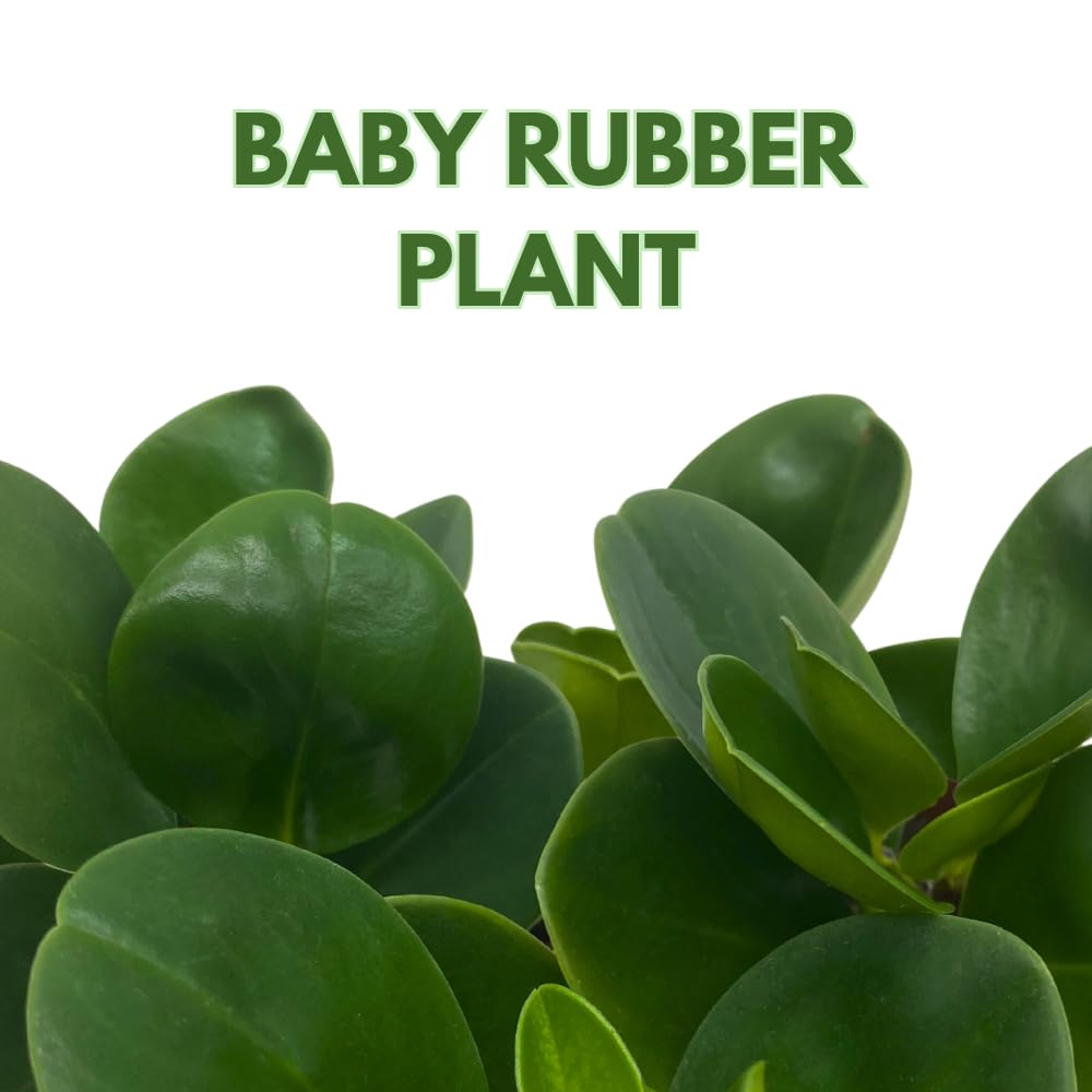 BubbleBlooms Peperomia Obtusifolia Green Marble Plant in a 2 inch Pot Rubber Spoonleaf Tiny Mini Pixie