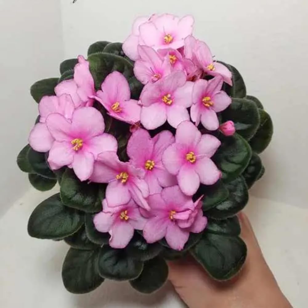 African Violet Live Plant in 4 Inch Pot, Flowering Houseplant, Easy Care Indoor Plant with Vibrant Blooms (Light Pink African Violet)