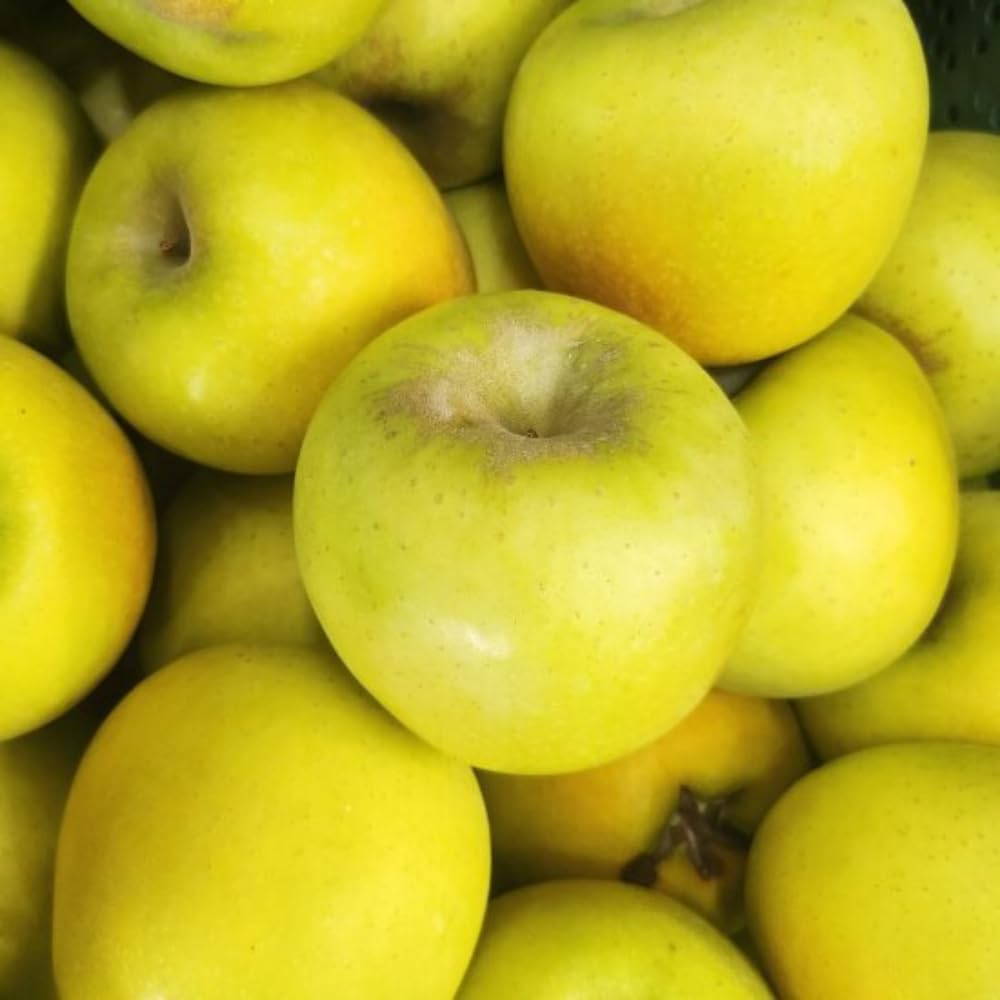 Golden Delicious Apple Plant Live, Sweet Apple Plant in 3 Gal, 3-4 Feet Tall, Apple Fruit Tree Outdoor Garden, No Ship to CA