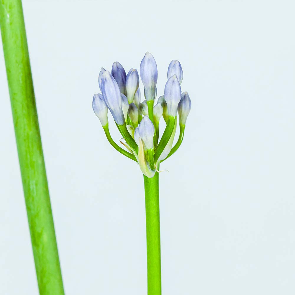 Blue Agapanthus 1 Gallon