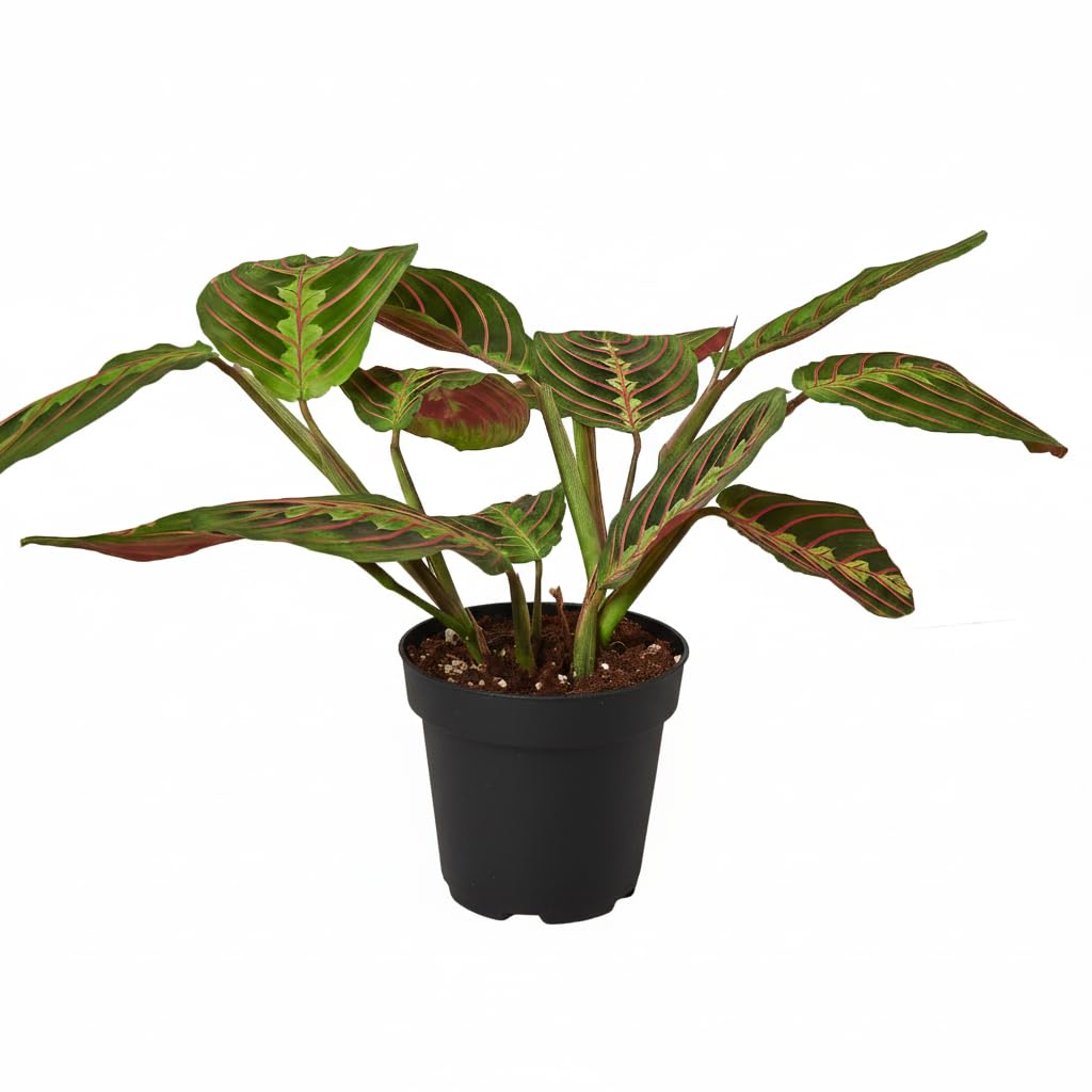 Maranta Red Prayer (4 inch) - Pet-Friendly Houseplants - Attractive Indoor Plants, Easy to Grow, Pet Safe Plants for Cats & Dogs, Ideal for Home Decor, Office & Gift