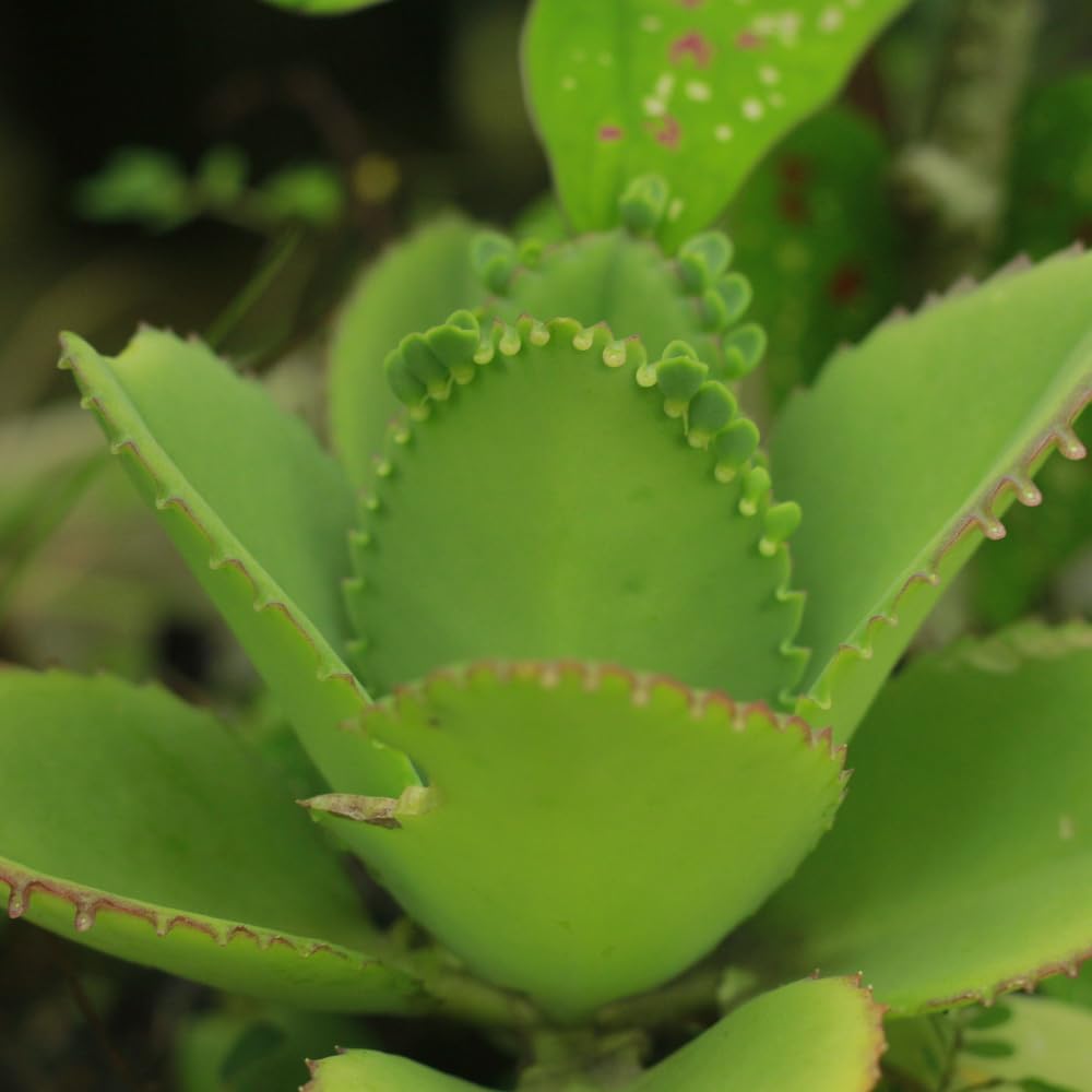 Live Mother of Thousands Plant Kalanchoe Starter Plants, 4 Inch Pot Kalanchoe Houseplants Succulent Live