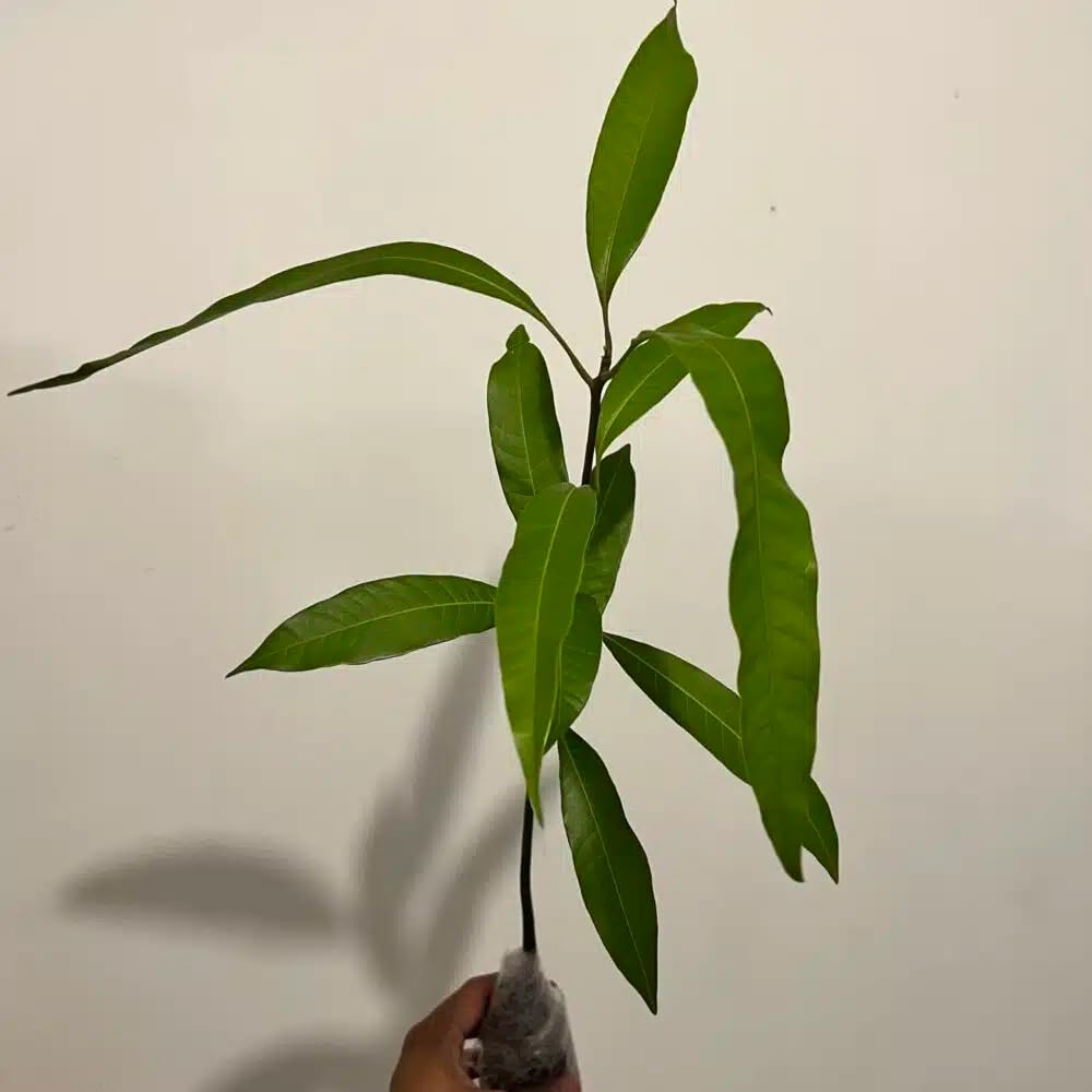 Live Plant - Mango Mahachanok (mangifera) Tropical Fruit Tree 12″-24″
