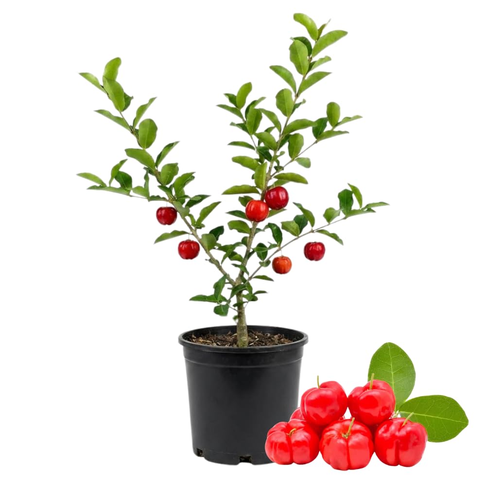Cherry Tree Live Plant, Sweet Cherries Fruit Tree 4-8'' Tall, Tropical Fruit Trees for Planting Outdoor (Barbados Cherry Tree)