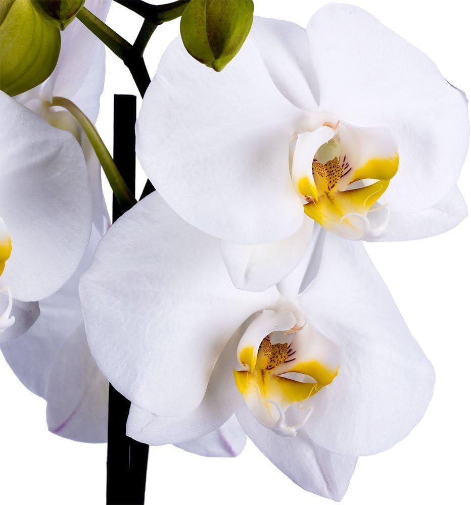DecoBlooms Premium Pearl 5” Orchid Live Indoor Plant (Modern Pot Included) – Grown in the USA - Fresh Flowering Home Decor Delivery for Birthday, Anniversary, Sympathy, Wedding, Mother's Day