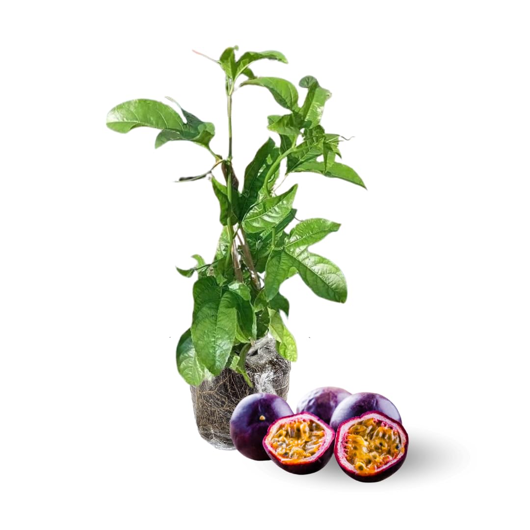 Passionfruit Plant, Passion Fruit Vine 5-8'' Tall, Hardy Fruit Tree Live for Home Gardens and Containers Planting (Purple Passionfruit)