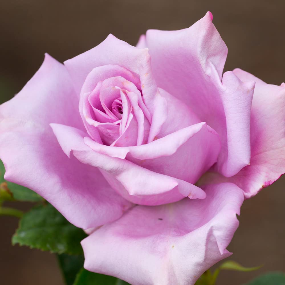 Heirloom Roses Rose Plant - Blue Girl Purple Rose Bush, Hybrid Tea Live Plant for Planting Outdoors