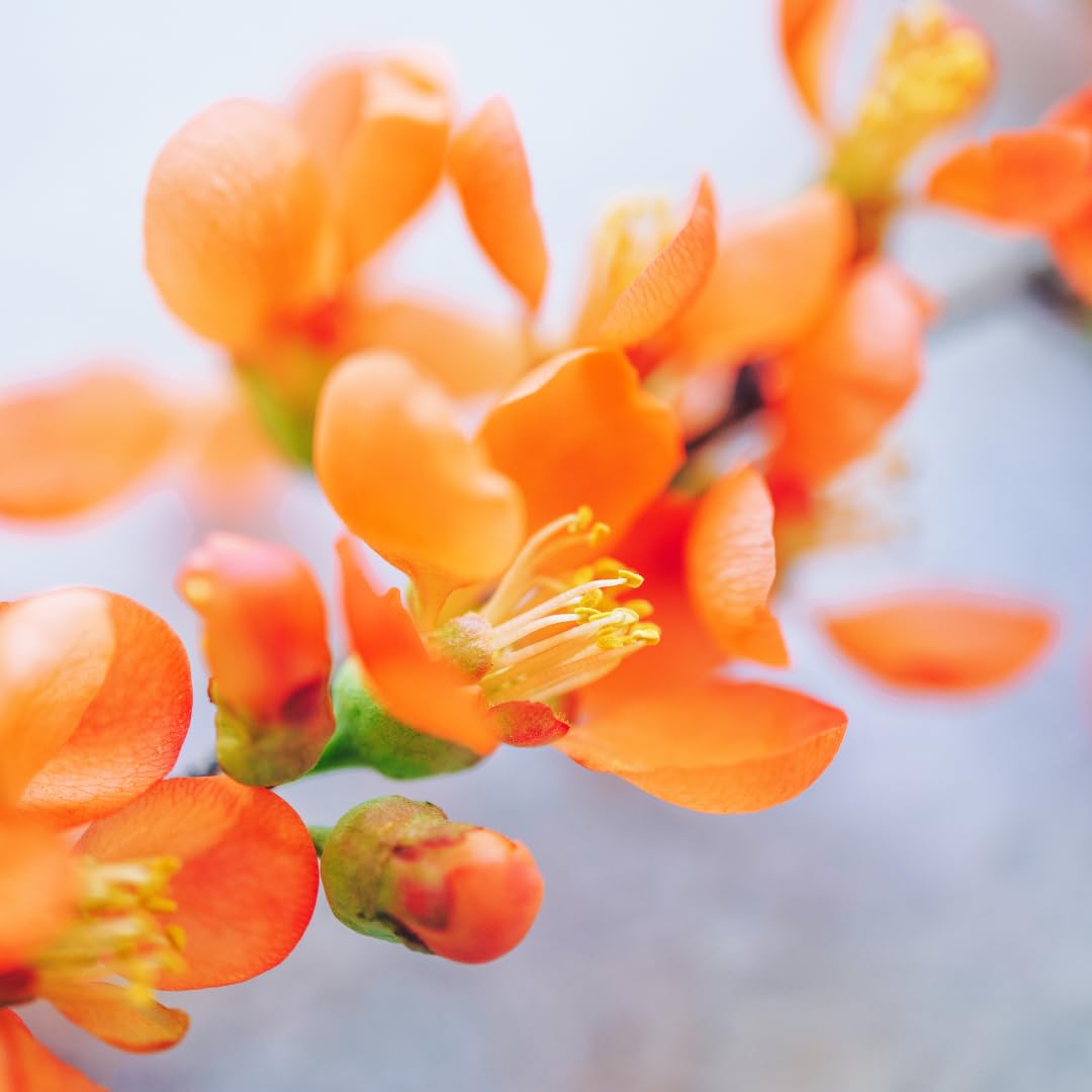 Chaenomeles Japonica Flowering Quince Tree Live Plant Bush Shrub, 3-6" in Tall in 4" Pot, Well Rooted Starter Plants, Zones 5-9, Apricot Peach Color Bloom