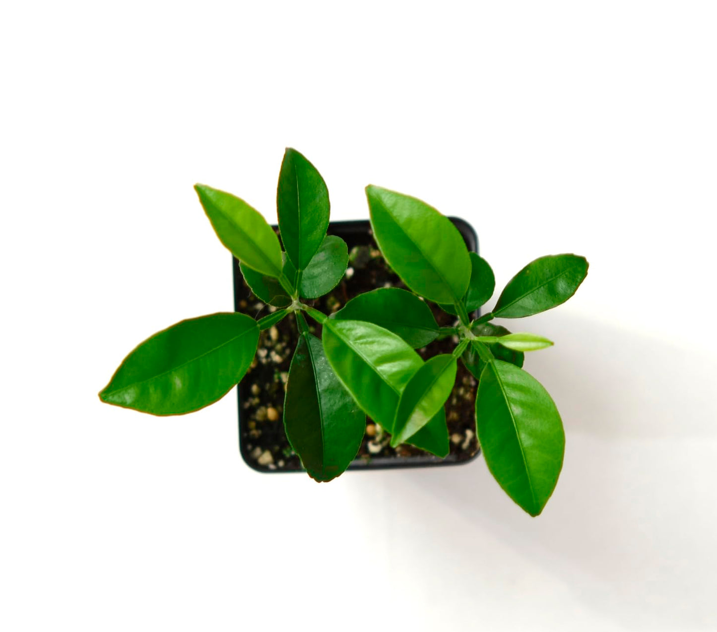 Gerald Winters and Son Satsuma Mandarin Tree - Pot of 2 Starter Plants. Citrus unshiu. 3'' - 5'', Orange