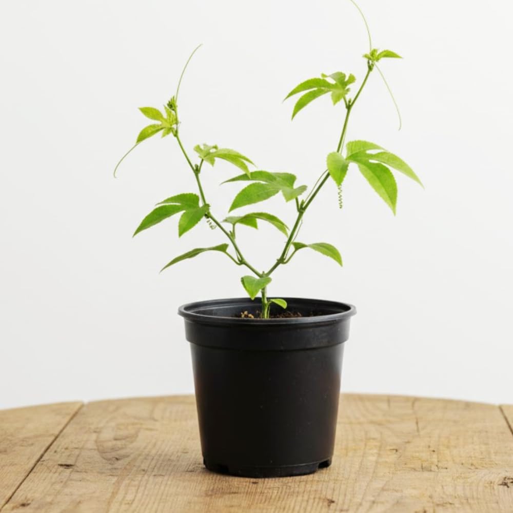 Sweet Passion Fruit Plant Live, Fragrant Passion Fruit Tree Live Plant, Edible Fruit Bearing Vine, Perennial Tropical Plant for Outdoor Gardening, 4-6 Inches Tall