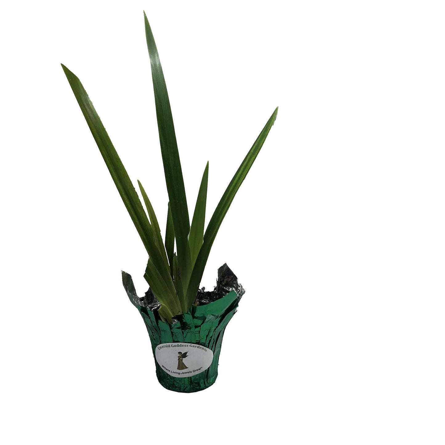 Walking Apostle Iris - Neomarica gracilis - Live Plant - Bog Shade - Fragrant White Blue Bloom - Emerald Goddess Gardens - Starter Sz 4 Inch Pot