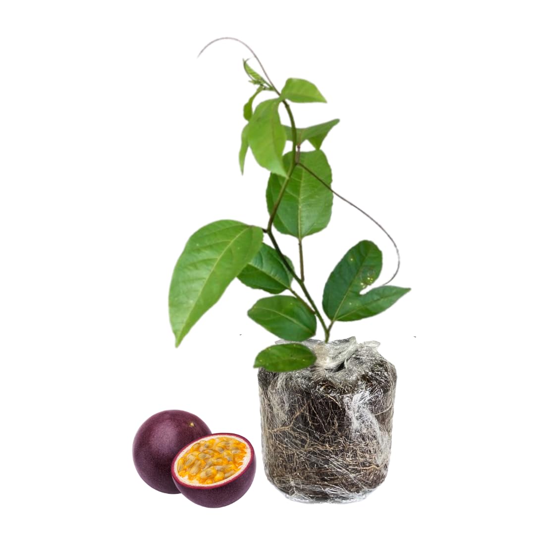 Purple Passion Fruit Plants Live, Live Passion Fruit Vine Plants, 4 to 6 Inches Tall, Passion Plant