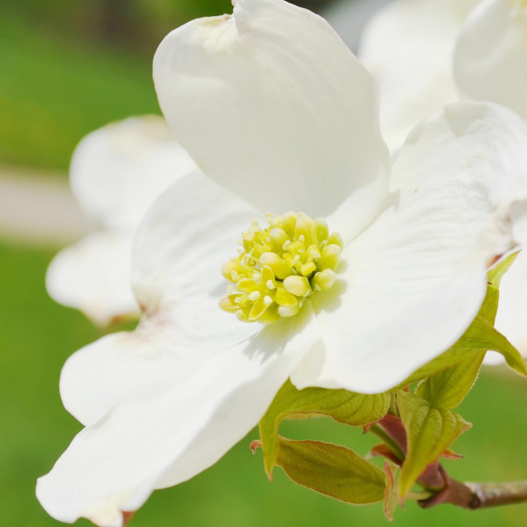White Dogwood Tree Live Plant 6" to 1 Feet Tall, Flowering Dogwood Plant, Spring Planting Well Rooted, Cold Hardy, Ornamental Outdoor Indoor Decor