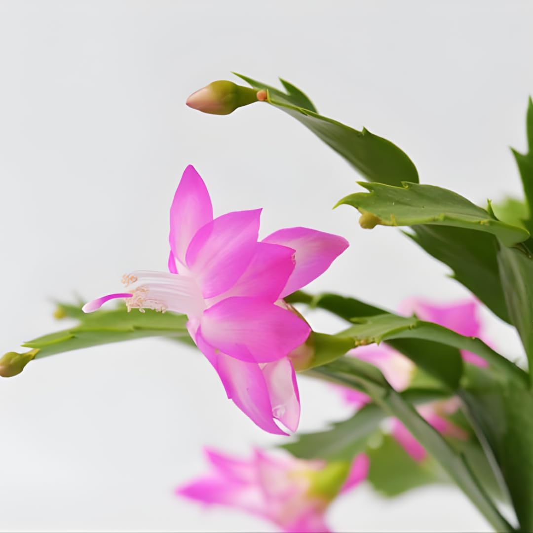 Christmas Thanksgiving Cactus Live Plant in 4 Inch Pot | Beautiful Christmas Cactus Plants | Easy-Care Indoor Houseplant | Perfect Holiday Gift for Plant Lovers | Random Color