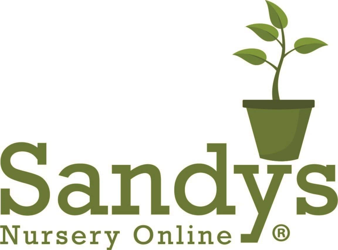 Sandys Nursery Online Plumbago Auriculata Perennial Shrub, Imperial Blue Flower, Lot of 2 Starter Plants