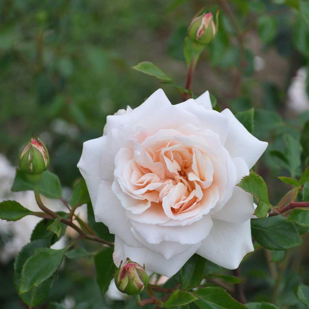 Heirloom Roses Rose Plant - Penny Lane™ Apricot Rose Bush, English Legend Live Plant for Planting Outdoors