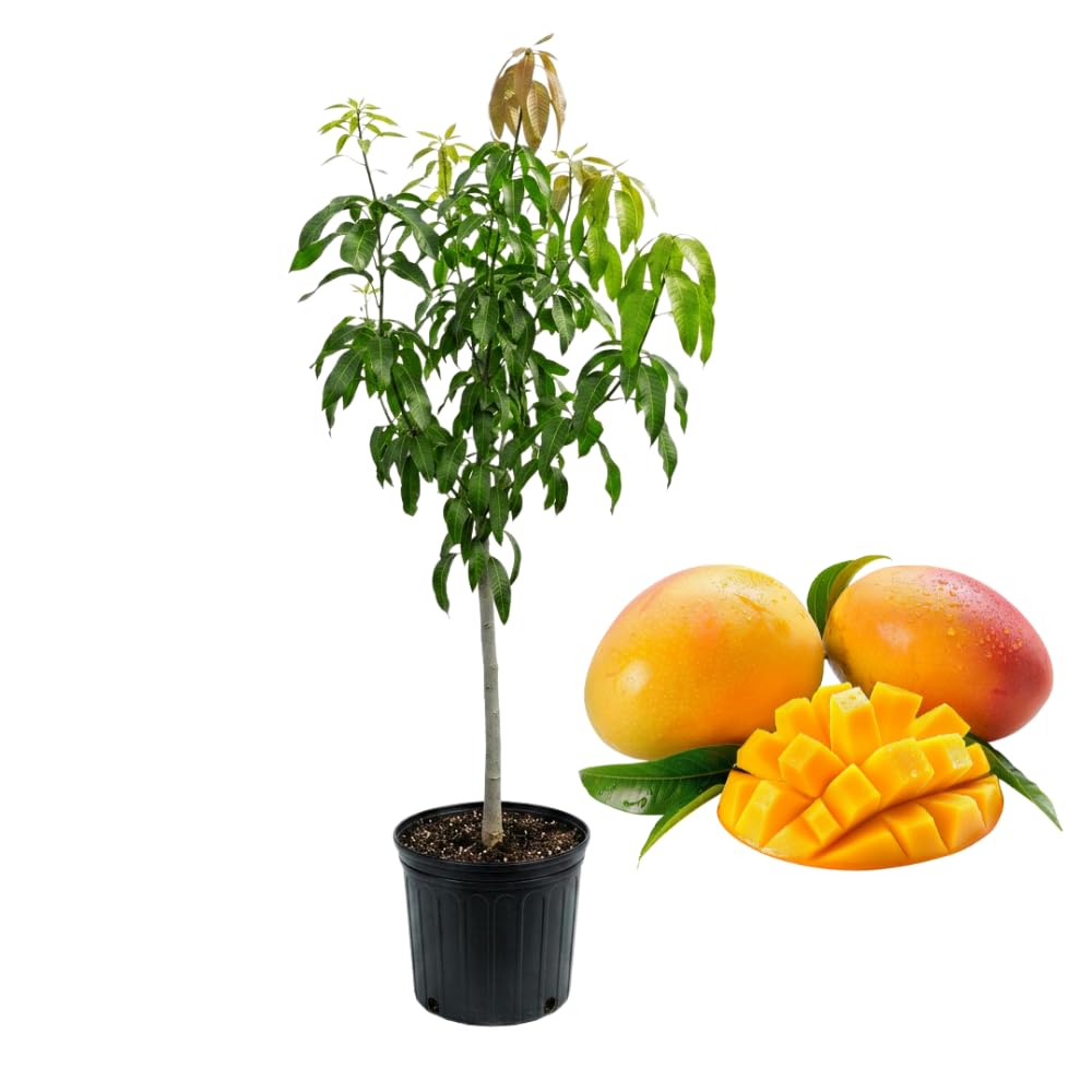 Grafted Valencia Pride Yellow Mango Plant 2.5–3 Ft | Live Mango Fruit Tree | Fast-Growing Tropical Variety for Outdoor Growing & Container Gardening | No Ship to CA,HI,AK