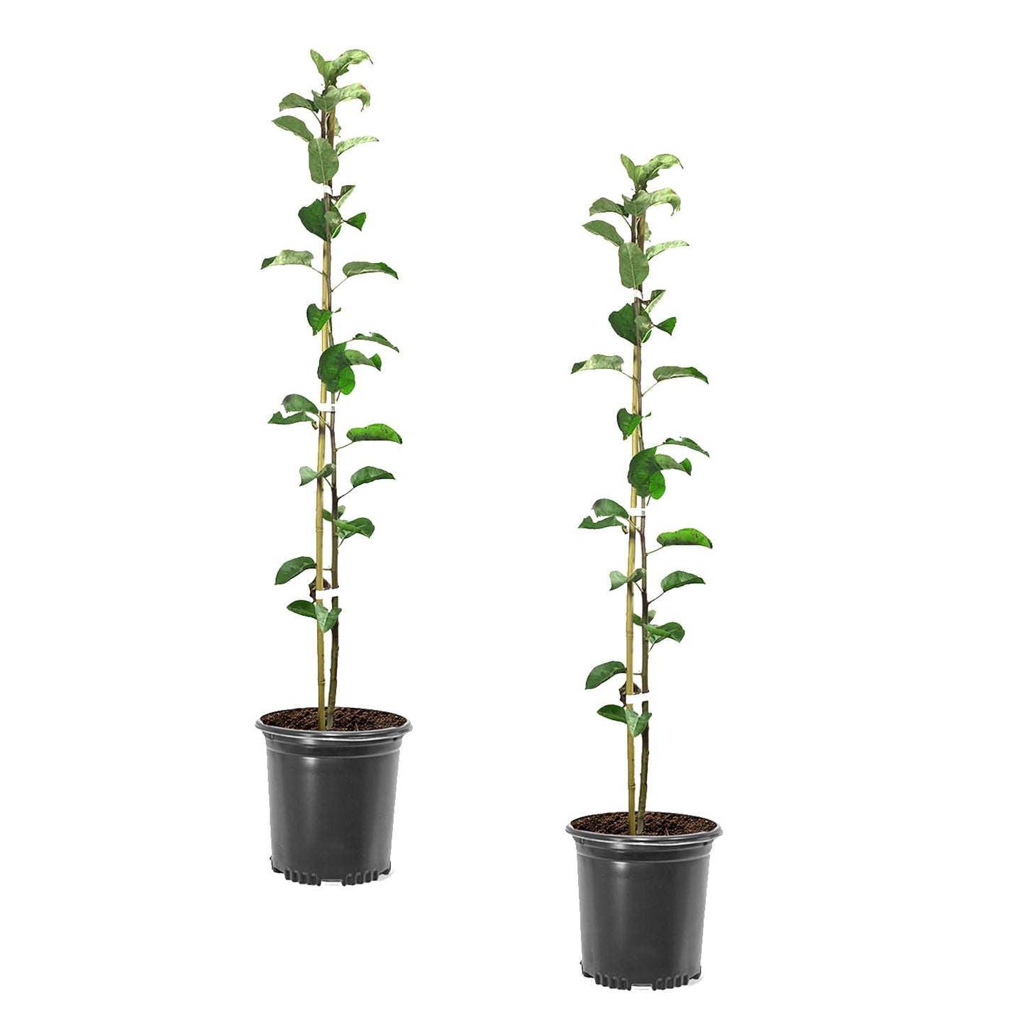Southern Apple Pollinator Pack, 1 Each of Anna Apple and Gold Dorsett, 1 gal. Nursery Pot, 2-3 ft Tree Height (Due to Agricultural Laws, we Cannot Ship to CA, AZ, HI, or AK)