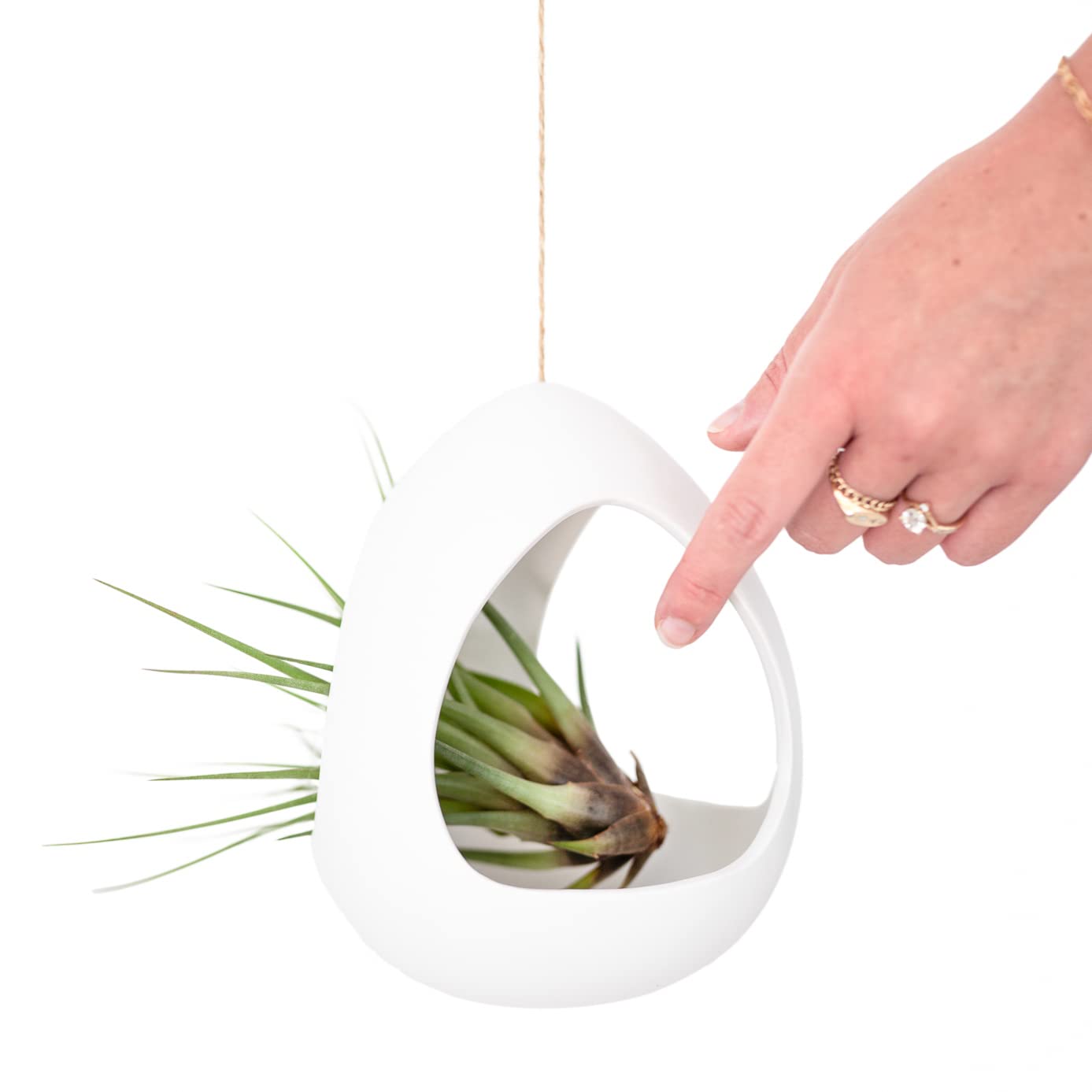 Large White Ceramic Hanging Pod with Xerographica Air Plant - Live Tillandsia in Plant Holder - Wholesale and Bulk - Home and Garden Decor - Easy Care Indoor and Outdoor Plants