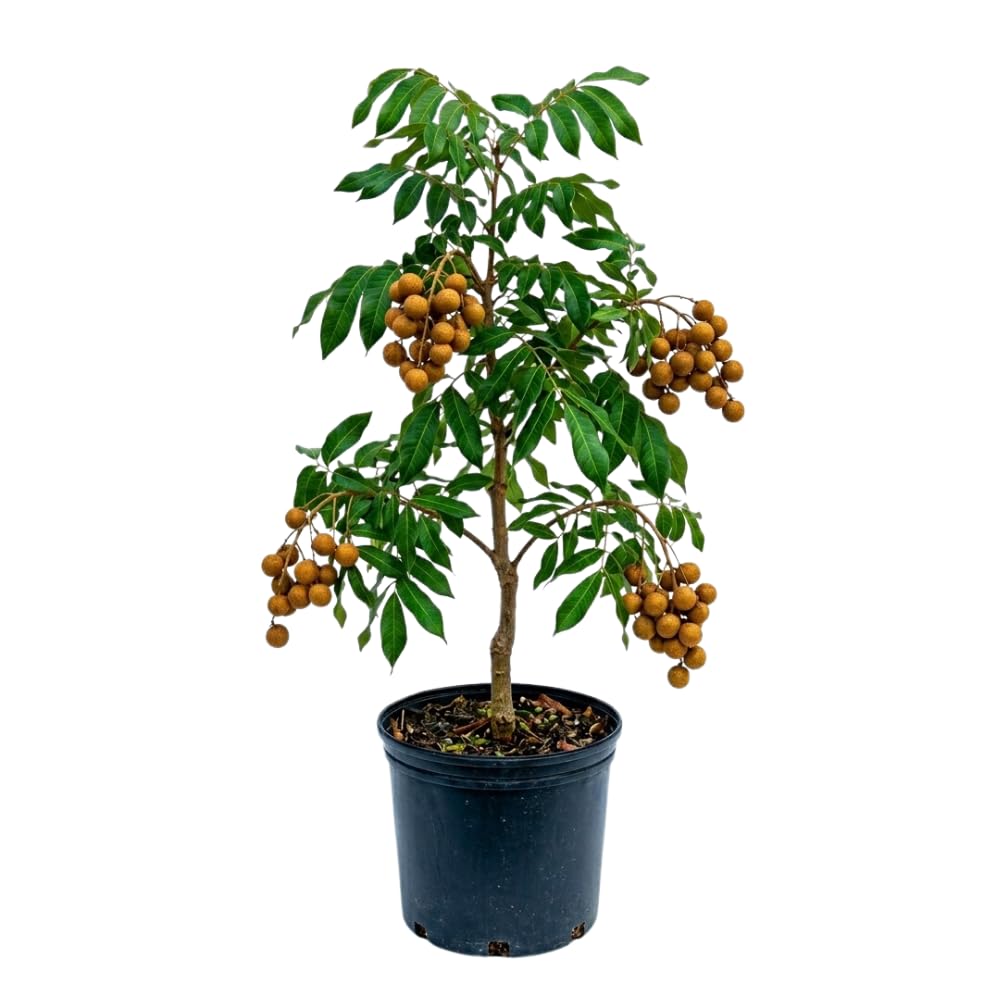 Sweet Longan Tree Live Plant, Longan Fruit Tree, Well Rooted, 3 Gallon Pot, 2-3 Feet Tall, Tropical Fruit Tree for Backyard and Garden, No Ship to CA