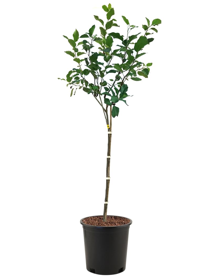 American Plant Exchange Apple Tree 'Stayman Winesap' Semi-Dwarf – Live Fruit-Bearing Plant, 5-Gallon Pot, Cold Hardy, Sweet-Tart Edible Apples for Outdoor Orchards and Landscapes