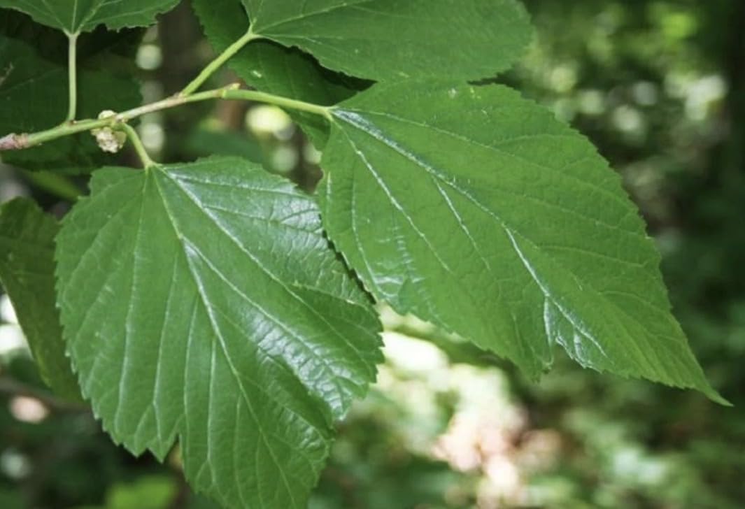 24-36" Tall Red Mulberry (Morus rubra) Plant, Bare Root