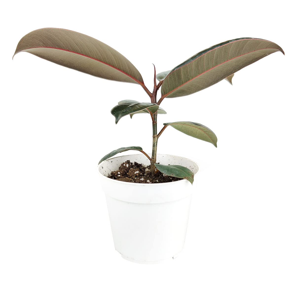 Burgundy Rubber Plant (4" Grower Pot) - Air Purifying and Live Healthy Houseplant - Easy to Grow, Easy to Care Indoor Houseplant
