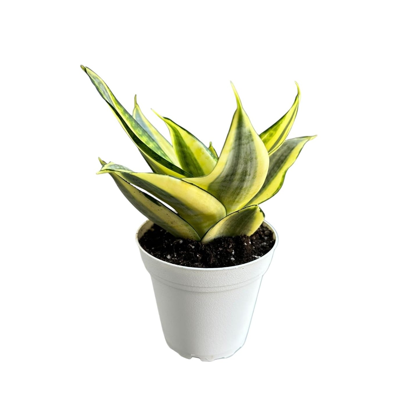 Hopewind Plants Shop Snake Plant, Sansevieria, Live Indoor Plant, Easy Care, Air Purifying Plant, 4 inch Pot (Gold Star)