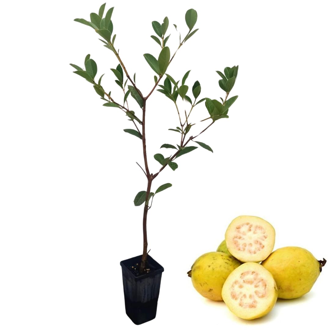 Fragrant Guava Tree Live Plant, Well Rooted 4"-10" in Tall, Tropical Fruit Guavas for Gardening, Zones 9-11 (Pineapple)