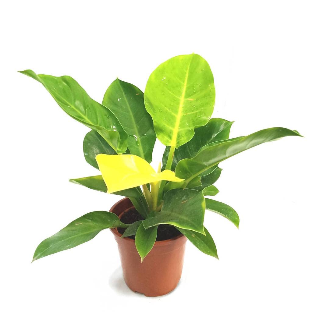 Philodendron Moonlight - 5 Live Plants in 4 Inch Growers Pots - Philodendron 'Moonlight' - Extremely Rare Indoor Air Purifying Houseplant