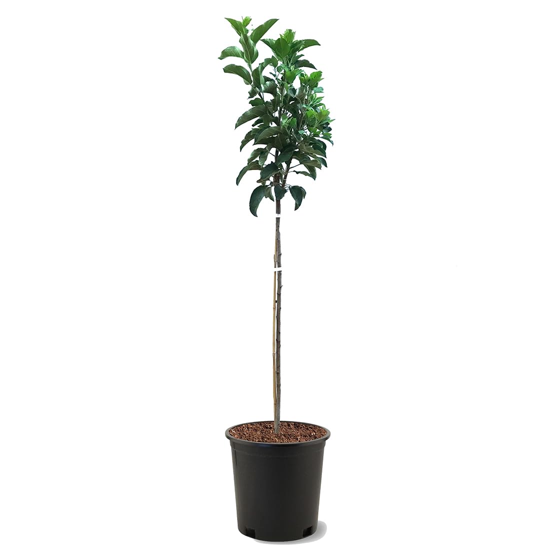American Plant Exchange Fuji Apple Tree, 5 Gallon Pot, 3-4 ft Tall, Live Outdoor Fruiting Plant, Sweet & Tart Fruit