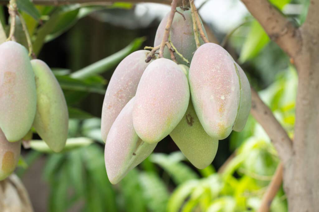 Mango Tree - Live Fruit Tree in a 3 Gallon Pot - Mangifera Indica 'Coconut Cream' - Tropical Edible Fruit Bearing Tree