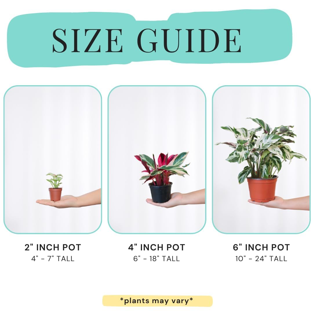 CoollectivePlants 2" Calathea Live Plant Collection (4-Pack) – Assorted Indoor House Plants in Grower Pots, Easy Care Tropical Houseplants, Pet Friendly Indoor Plants for Home or Office