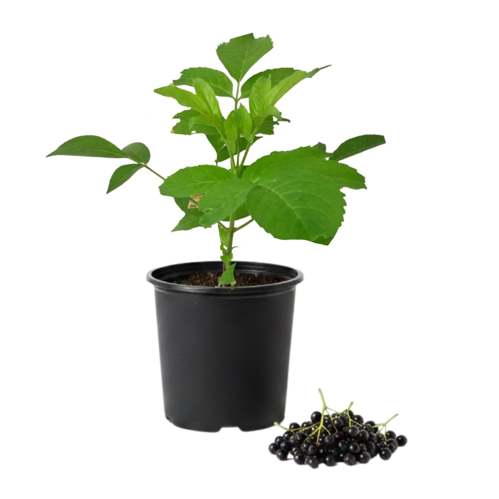 Elderberry Plants Live for Planting, Elderberry Bushes Live Plant in One Gallon Pot, Cold Hardy and Perennial Shrub for Outdoor Garden, 2-3 Feet Tall