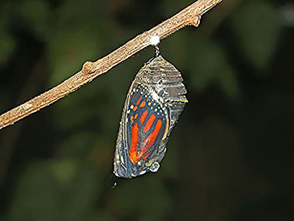 Pink Swamp Milkweed Seeds to Help Save The Monarch Butterflies - Incarnata Milkweed