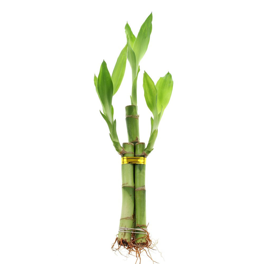 3 Stalk Live Lucky Bamboo Arrangement in Mini Color Ceramic Vase - Colorful Poterry, Indoor House Plants, Feng Shui, Lucky Plant, Houseplant (Plum)