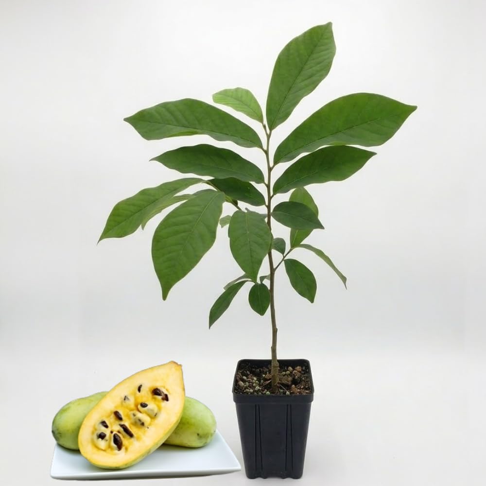 Pawpaw Tree Live in Quart Pot, 12-18" Tall, Cold-Hardy North American Fruit Tree, Native Fruit Tree Starter for Backyard and Garden Rows