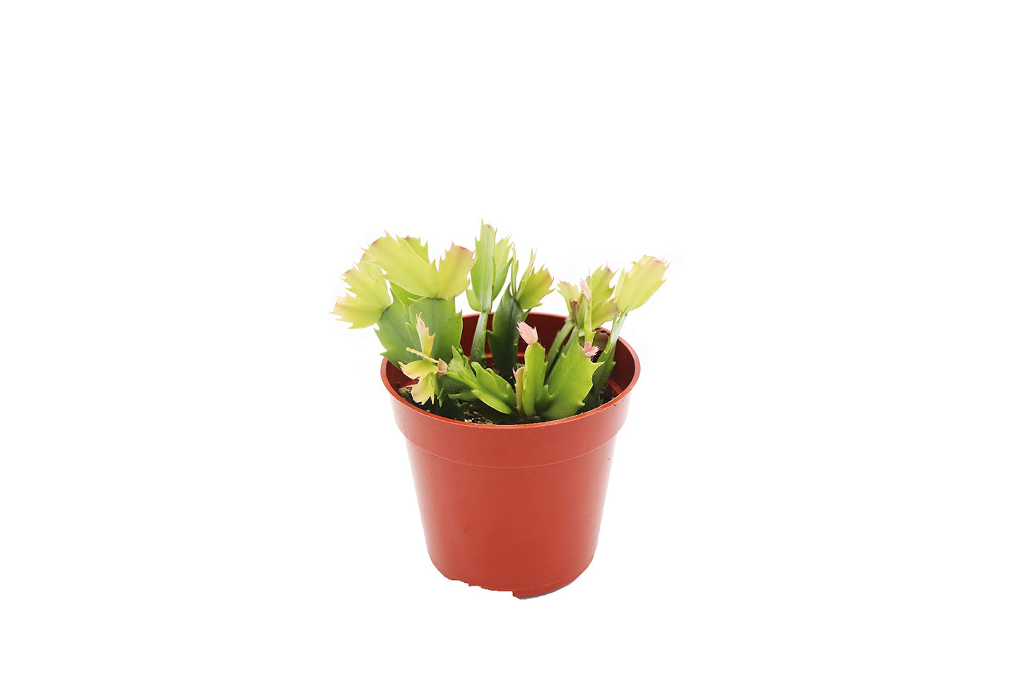 Orange Holiday Cactus, Christmas and Thanksgiving Hybrid- 4'' from California Tropicals