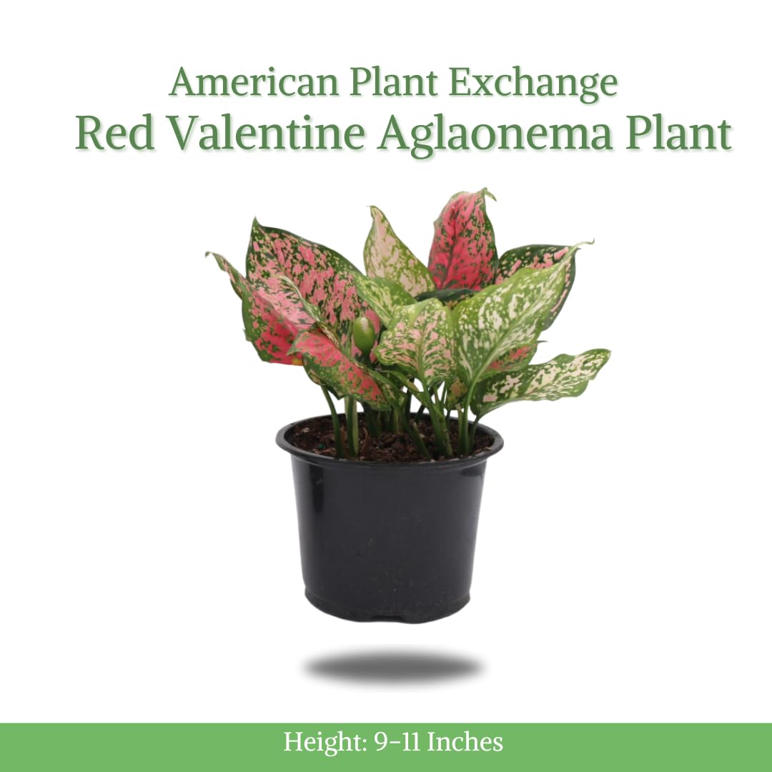 American Plant Exchange Aglaonema Chinese Evergreen, Hot Pink Wishes – 6-Inch Pot – Live Plant with Bright Foliage, Valentines Day Gift, Easy Care Houseplant for Home & Office Decor