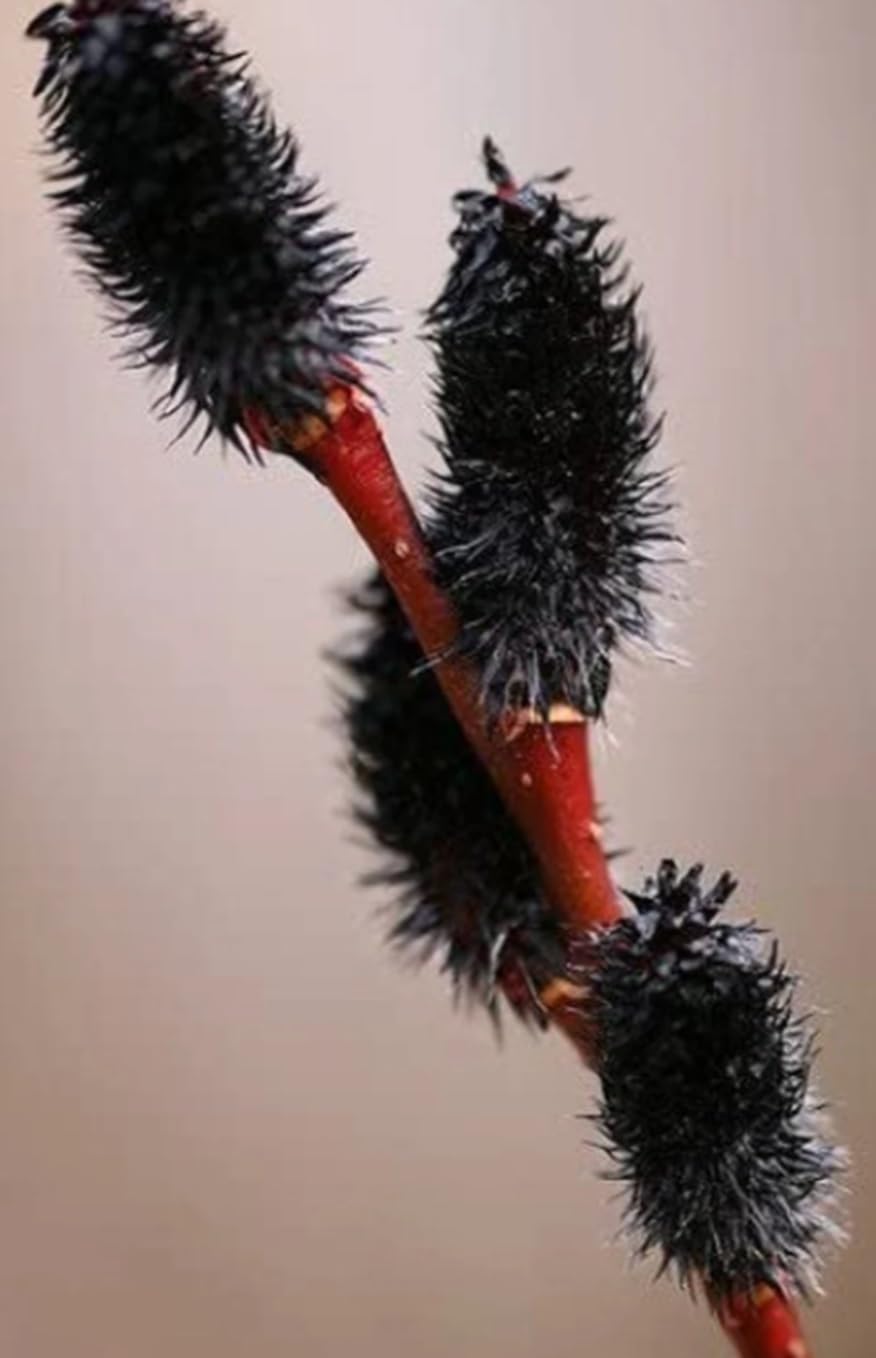 Black Pussy Willow Tree Cuttings to Grow - One of The Most Rare Catskin Willow Trees (2 Cuttings)
