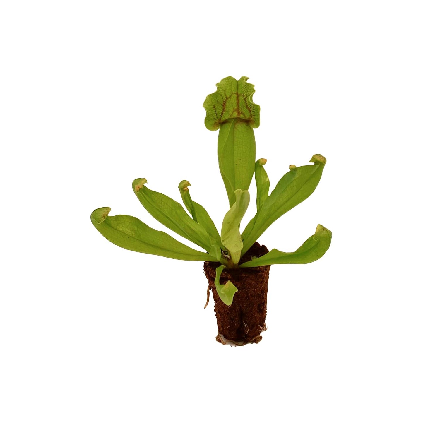 ragnaroc Sarracenia Purpurea SSP. Venosa 2-4" (Purple Pitcher Plant) 1ct – Live Plant for Indoor Outdoor Use, Carnivorous Plant – Live Arrival Guaranteed