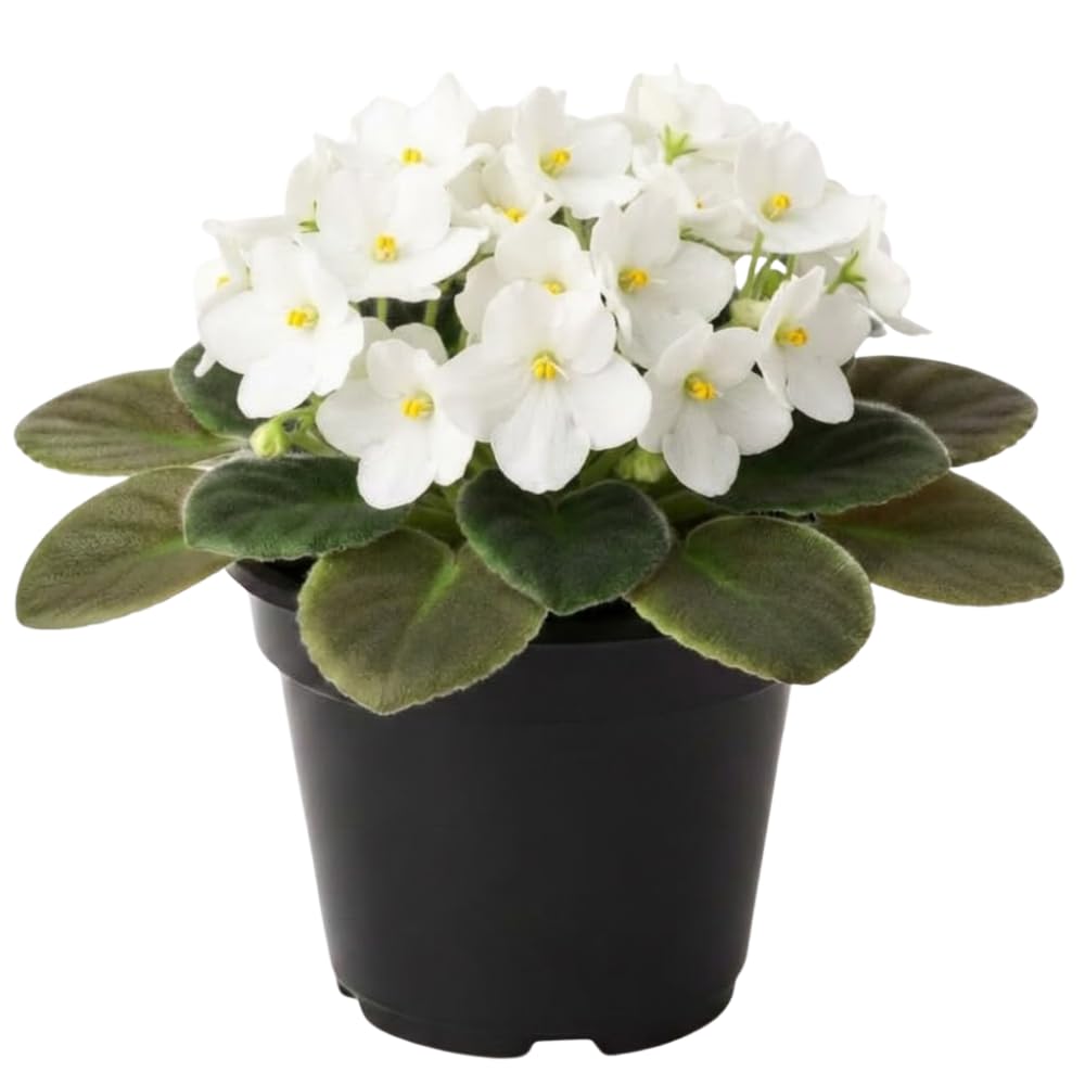 White African Violets Live Plants, 4 Inch Pot African Violet Plant, Vibrant Flowers, Perennial Flowering Houseplant