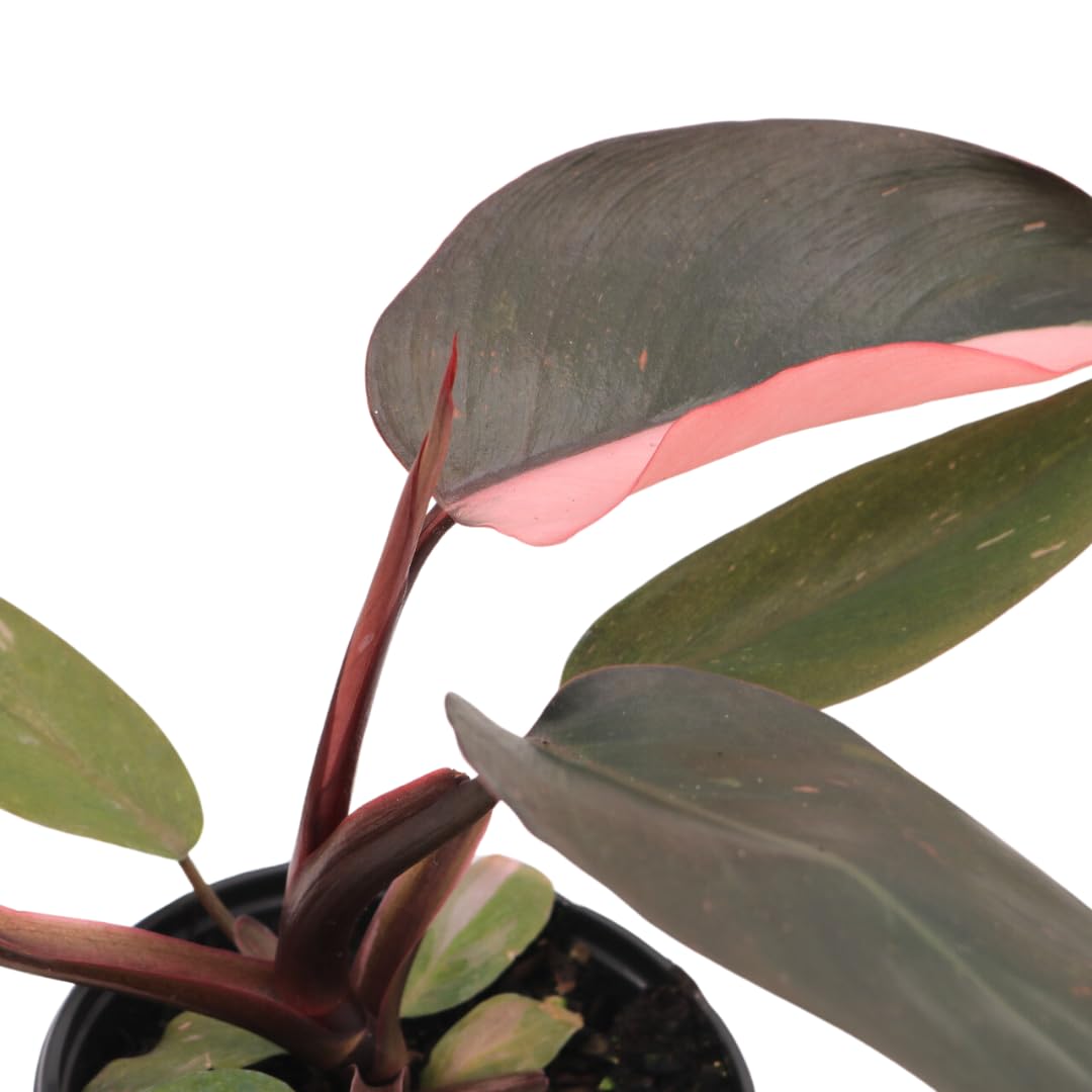 American Plant Exchange Live Philodendron Pink Princess Plant, Plant Pot for Home and Garden Decor, 4" Pot