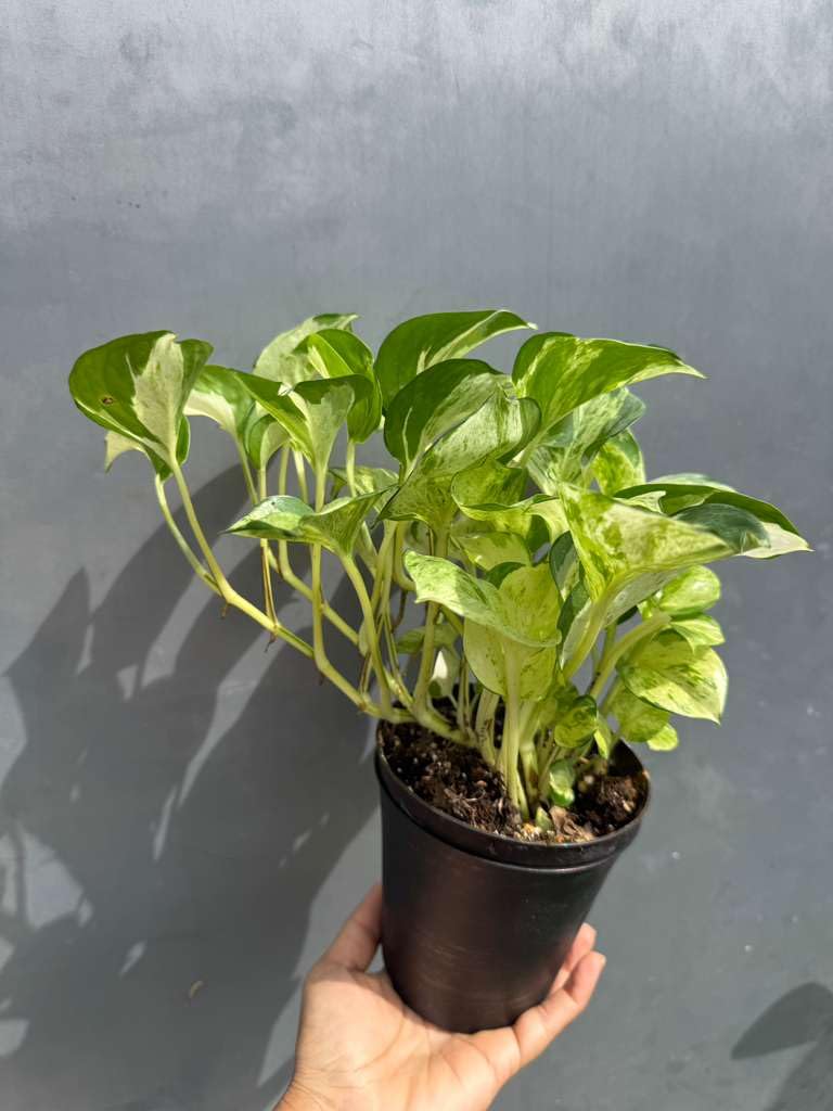 PLANTVERS Manjula Pothos in 4" Decorative Pot – Live Variegated Pothos Plant – Easy Care Indoor Houseplant – Air Purifying Low Maintenance Plant for Home or Office Décor